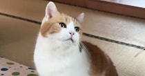 飼い主の帰宅を喜ぶ三毛猫、後をついて回って…頬が緩む『甘えん坊っぷり』に「ちょっと可愛すぎるな」「泣けてくる」と悶絶の声続出