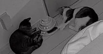 夜中に『カチャカチャ』と謎の物音→家にあるカメラを確認したら、『2匹の猫』が…まさかの光景に「めっちゃオモロイｗ」「なんて可愛いの」