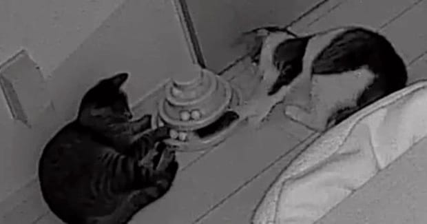 夜中に『カチャカチャ』と謎の物音→家にあるカメラを確認したら、『2匹の猫』が…まさかの光景に「めっちゃオモロイｗ」「なんて可愛いの」