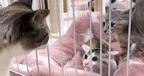 初対面の子猫2匹に"やんのかポーズ"で威嚇された先住猫…素敵すぎる『神対応』に「優しさに感動した」「距離感をわかってるね」の声