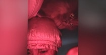 夜、寝ていると起こしにやってくる猫→一生懸命『前足』を使って…笑ってしまう光景が41万再生「おっきい赤ちゃんだｗ」「なかなかいい音ｗ」