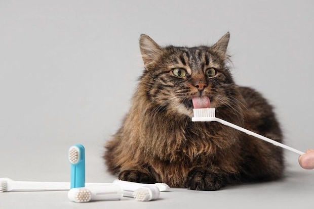 歯ブラシを舐める猫