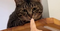 キャットステップでくつろぐ猫→仲良くなろうと指を嗅がせてみたら…数秒後の『まさかの光景』に爆笑の声続出「なんちゅー表情ｗ」「なぜｗ」