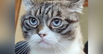 飼い主のお腹の上に乗る猫→体を少し揺らされると…『可愛すぎる反応』に3万3000いいね「演歌上手そうｗ」「不覚にも吹いてしまった」