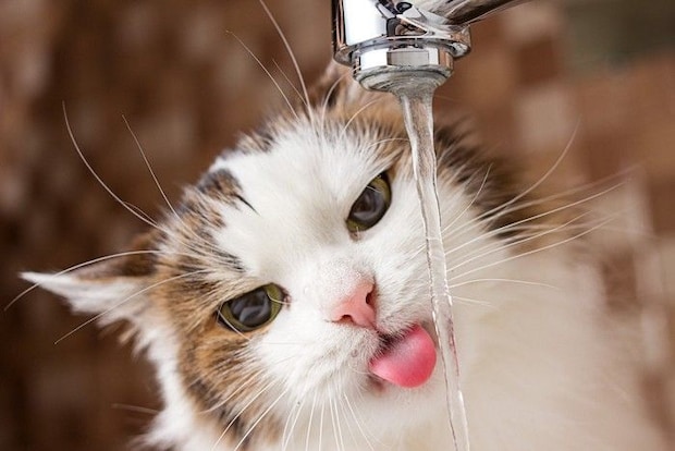 蛇口から水を飲もうとする猫