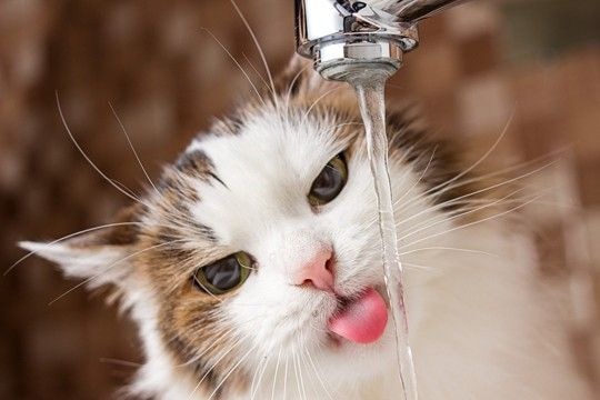 猫の体が『水分不足』を起こしているときのサイン4つ　命に関わる危険性から正しい対処法まで