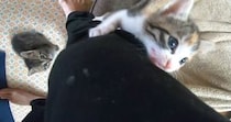 出かける準備をしていると、『2匹の子猫』が近づいてきて…想像以上の『猛烈アピール』に「出かけられないｗ」「行ってしまったら罪ｗ」の声