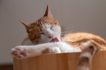 猫が『人に撫でられた場所』を舐める理由3つ　実は嫌がっているとは限らないかも？