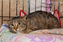 猫が人間に『心を開かない』ときに考えられる理由5つ　心の距離を縮めるにはどうしたらいいの？