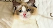 ハンモックに乗せてもらう猫→お腹を撫でられると…尊すぎる『おやすみルーティン』が115万再生「マジでかわいい」「とても愛おしい」