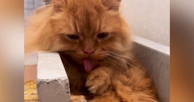 お腹を一生懸命に毛づくろいしていた長毛猫…突然の『人間味あふれる行動』に「大人みたいｗ」「毛が長いしきっと大変だよねｗ」と23万再生