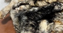 椅子の上で仲良くくつろぐ『2匹のサビ猫』…まるでトリックアートのような『驚きの光景』に1万いいね「溶け合ってる」「ムッッズｗ」