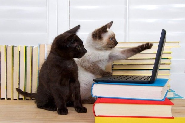 猫の会社