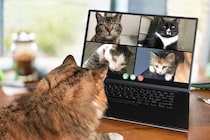 猫たちによる組織『NNN（ねこねこネットワーク）』の謎4選　もしかしたら飼い主は選ばれているのかも…？