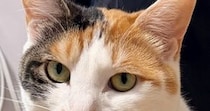 猫に『保険証の写真を撮らせて』と頼んだ結果→まさかの『完璧すぎるポーズ』に「言葉の理解がすごい」「アクスタにできそう」と1万いいね