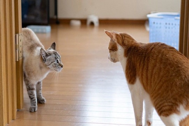 様子を見る二匹の猫 