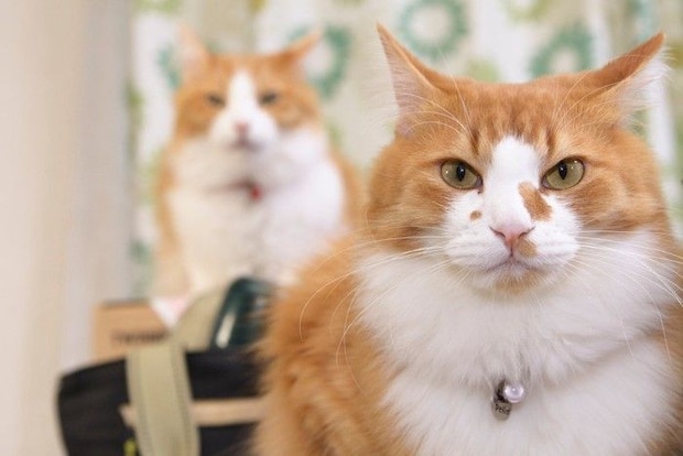 二匹の猫 正面 