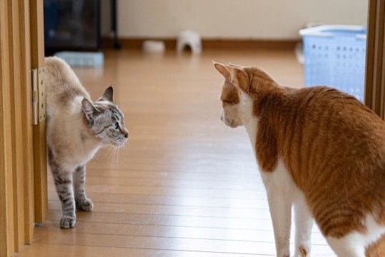 猫同士で『追いかけっこ』をしているときの理由3選 仲良いの?悪いの?やめてほしいときの対処法まで