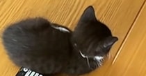 リモコンの隣でくつろぐ赤ちゃん猫→大きさを比べると…想像以上に『愛おしすぎる光景』が27万再生「とてつもなく可愛い」「パヤパヤしとる」
