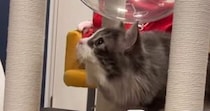 初めての虫に遭遇した猫ちゃん…おしゃべりなリアクションが可愛いと10万再生「会話しとるすげえ！」「こんなに喋るんですか」