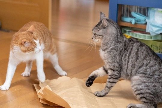 『多頭飼いが苦手な猫』が持っている特徴5選 ひとりの方が楽なの?向かない理由も解説