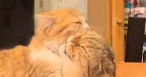 お姉ちゃん猫を毛づくろいする妹猫→微笑ましく眺めていたら…『まさかの展開』に爆笑の声「なんでってｗｗ」「途中から雲行きが怪しいｗ」
