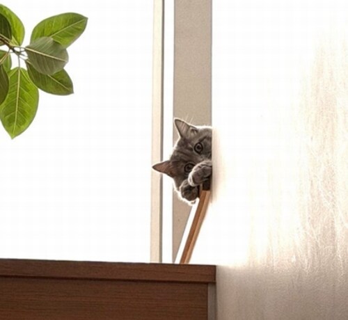 高橋克典の愛猫が階段上から“ひょっこり”、愛らしい姿に「かわいい！」「天使」