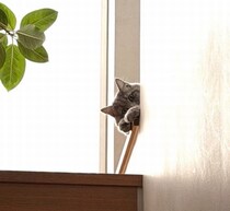 高橋克典の愛猫が階段上から“ひょっこり”、愛らしい姿に「かわいい！」「天使」