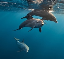 座礁したイルカ“アルツハイマー型認知症”の可能性、学術誌に研究結果発表