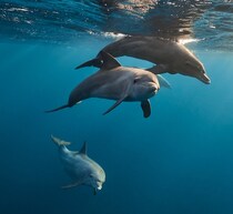 座礁したイルカ“アルツハイマー型認知症”の可能性、学術誌に研究結果発表