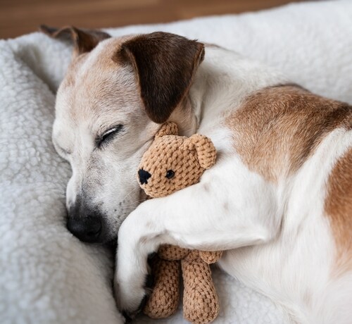 犬は夜中に目を覚まして思い悩む？ “不快な出来事”でストレスホルモン分泌の可能性