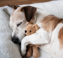 犬は夜中に目を覚まして思い悩む？ “不快な出来事”でストレスホルモン分泌の可能性