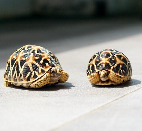 “スカートの下”にカメ68匹、密輸しようとした女性2人「ぎこちない歩き方」で発覚