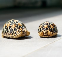 “スカートの下”にカメ68匹、密輸しようとした女性2人「ぎこちない歩き方」で発覚