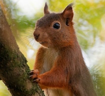 次々と人を襲う“凶暴リス”が現れた、数人を病院送り「あのリスに殺されかけました」