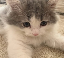 愛猫にメロメロ高橋克典“にゃん語”が止まらない「にゃんてかわいい」「うーにゃわいい」