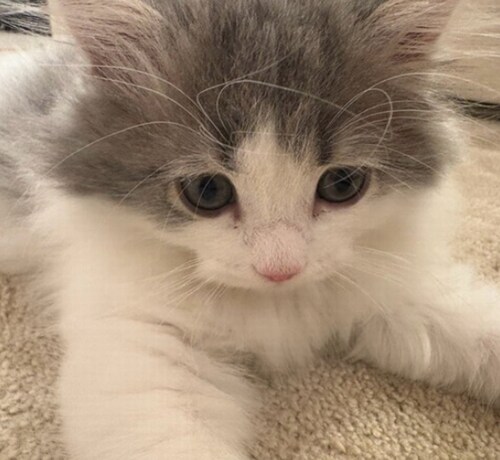 愛猫にメロメロ高橋克典“にゃん語”が止まらない「にゃんてかわいい」「うーにゃわいい」