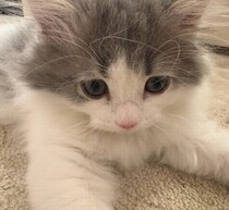 愛猫にメロメロ高橋克典“にゃん語”が止まらない「にゃんてかわいい」「うーにゃわいい」