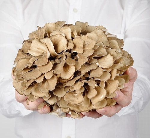 マイタケに“認知機能改善効果”、加齢で衰える認知機能の維持に役立つ可能性