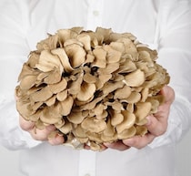 マイタケに“認知機能改善効果”、加齢で衰える認知機能の維持に役立つ可能性