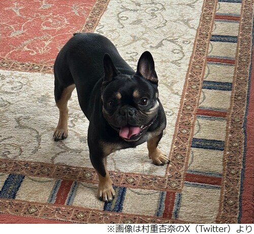 村重杏奈、愛犬“ランパチ”（乱刃血）の名前の由来明かす