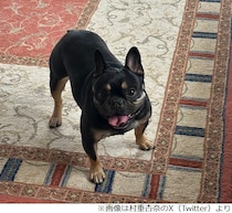 村重杏奈、愛犬“ランパチ”（乱刃血）の名前の由来明かす