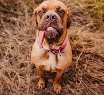 “世界で最も長い舌を持つ犬”の飼い主「見る人の顔を自然と笑顔にする」