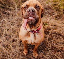 “世界で最も長い舌を持つ犬”の飼い主「見る人の顔を自然と笑顔にする」