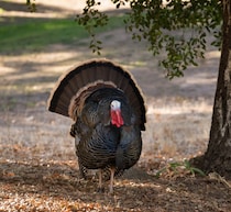 “クリスマス用の七面鳥”に史上初の鳥インフルエンザワクチン接種