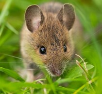 “自閉症に効果的な栄養素”判明か、日常的に摂取できるモノの組み合わせで