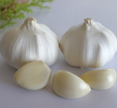 “ニンニク抽出物”細菌対策のマウスウォッシュとして最適かも?