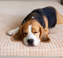 犬も人間と同様に夢を見る、犬が夢を見ている“典型的な兆候”は？