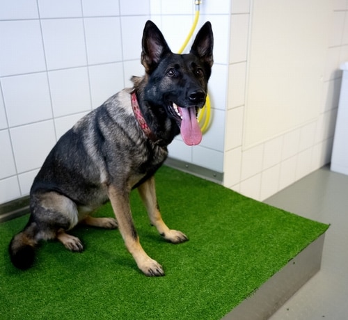 さまざまな犬種の中で“最も幸せそうな表情”をするのは？ 新たな研究で判明