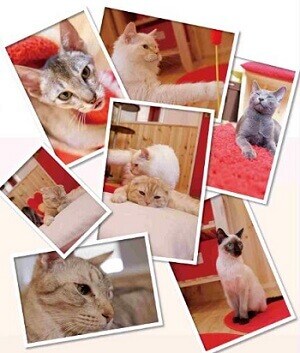 猫カフェ キャッツプラネット